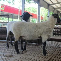 梁山县大型萨福克绵羊养殖场多胎肉羊品种量大价优