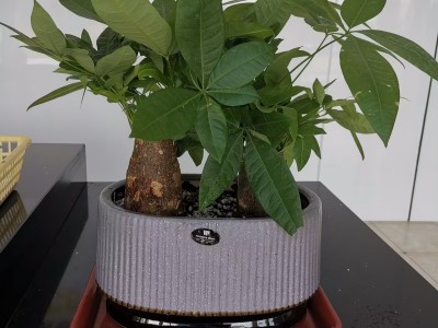 苏州新区盆景租赁 苏州新区盆花租赁 苏州新区盆栽租赁图2