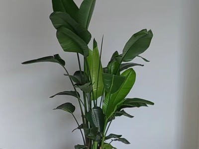 苏州新区盆景租赁 苏州新区盆花租赁 苏州新区盆栽租赁图3