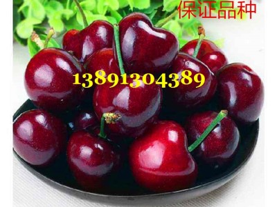 陕西大棚樱桃价格万亩大棚露地早大果樱桃美早樱桃萨米脱樱桃产地图2