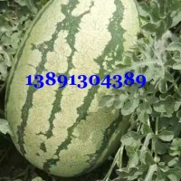 陕西大棚黑无籽西瓜基地\大棚田王西瓜产地美都西瓜批发大量上市