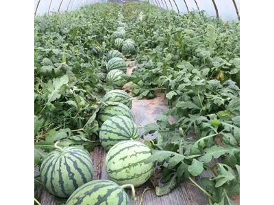 陕西大棚黑无籽西瓜基地\大棚田王西瓜产地美都西瓜批发大量上市图2