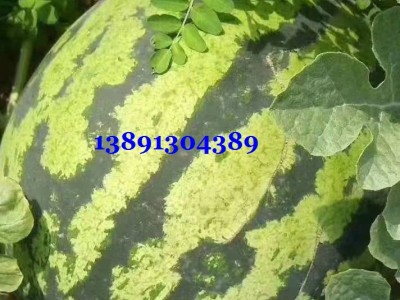 陕西大棚黑无籽西瓜基地\大棚田王西瓜产地美都西瓜批发大量上市图3