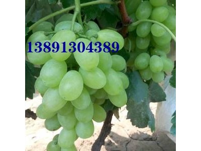 陕西大棚青提葡萄基地,维多利亚葡萄产地批发上市图2