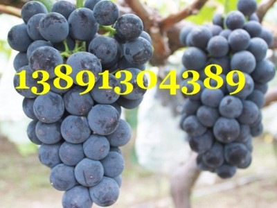 陕西大棚青提葡萄基地,维多利亚葡萄产地批发上市图3