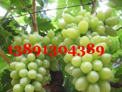 陕西大棚青提葡萄基地,维多利亚葡萄产地批发上市图4