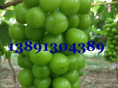 陕西大棚青提葡萄基地,维多利亚葡萄产地批发上市图5