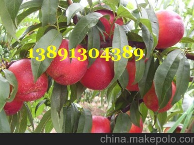 陕西油桃基地,中油16,中油9,中油18油桃产地批发价格图3