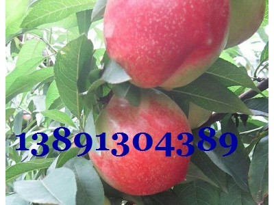 陕西油桃基地,中油16,中油9,中油18油桃产地批发价格图4