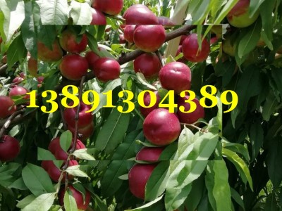 陕西油桃基地,中油16,中油9,中油18油桃产地批发价格图5